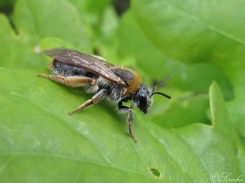 Roodgatje (Andrena haemorrhoa)