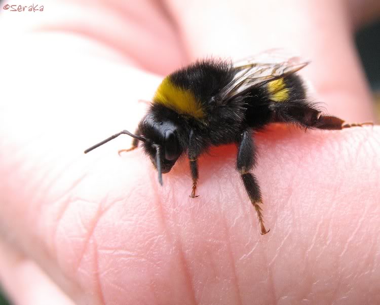 Aardhommel op een hand