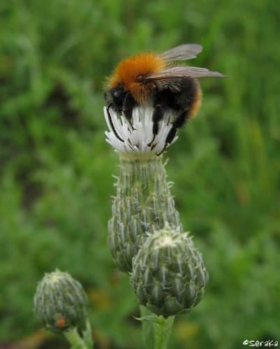 Akkerhommel op Akkerdistel