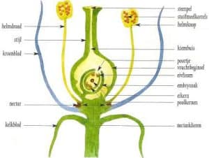 Doorsnede van de bloem