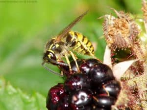 Gewone wesp (Vespula Germanica)