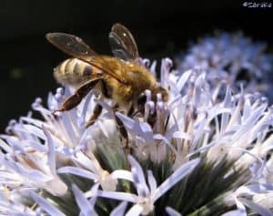 Honingbij op bloem