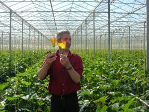 Mannetje vrouwtje courgette