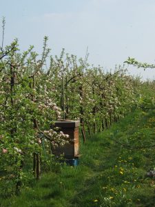 Bijenkast in het fruit